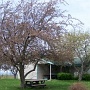 Mai 2010, en route vers le Maine, mais d'abord le New-Hamshire.<br />Première image, après le passage des douanes.<br /> Les arbres en fleurs, ça promet.<br /> Il fait assez chaud pour diner dehors, yé!